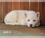 Small Photo #3 Siberian Husky Puppy For Sale in FLORA, IL, USA