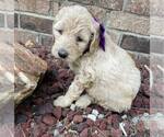 Small Photo #3 Goldendoodle Puppy For Sale in LICKING, MO, USA