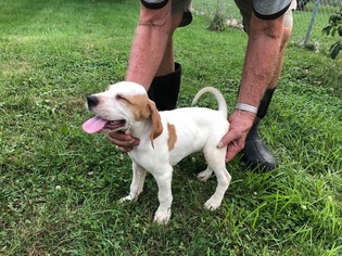 Pointer Puppy for sale in FORTVILLE, IN, USA