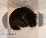 Puppy Puppy 3 Akita
