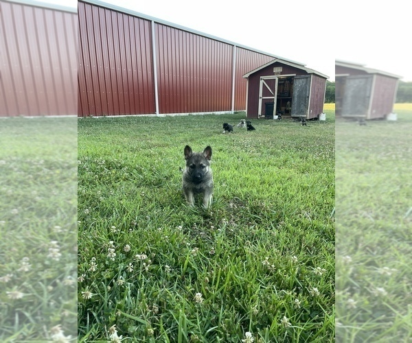 Medium Photo #9 German Shepherd Dog Puppy For Sale in AUBURN, KY, USA