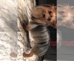 Small #6 Yorkshire Terrier