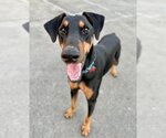 Small Photo #18 Doberman Pinscher-Unknown Mix Puppy For Sale in Lake Forest, CA, USA