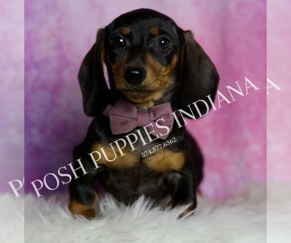 Medium Photo #3 Dachshund Puppy For Sale in WARSAW, IN, USA