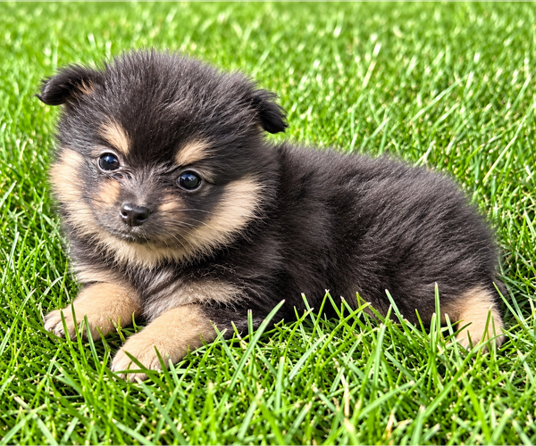 Medium Photo #12 Pomeranian Puppy For Sale in FAIR HAVEN, MI, USA