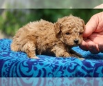 Small #3 Poodle (Toy)