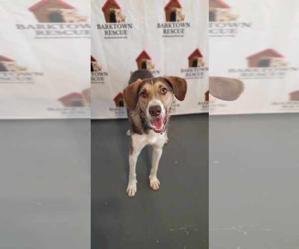 Medium Photo #5 Mutt Puppy For Sale in Bardstown, KY, USA