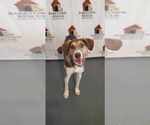 Small #4 Mutt