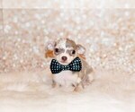 Small #1 Chihuahua