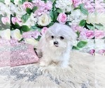 Small #65 Maltese