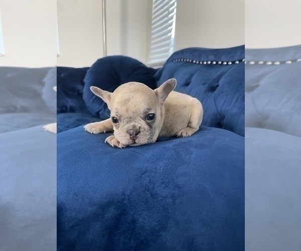 Medium Photo #35 French Bulldog Puppy For Sale in FORT LAUDERDALE, FL, USA
