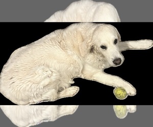 Mother of the Golden Retriever puppies born on 08/05/2025