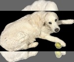 Small Photo #1 Golden Retriever Puppy For Sale in BLACK FOREST, CO, USA