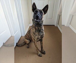 Mother of the Belgian Malinois puppies born on 04/28/2023