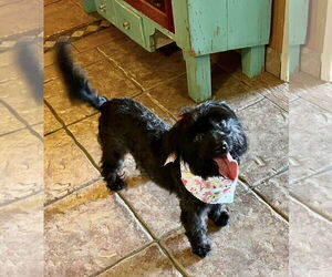 Shih Tzu-Unknown Mix Dogs for adoption in Rockaway, NJ, USA