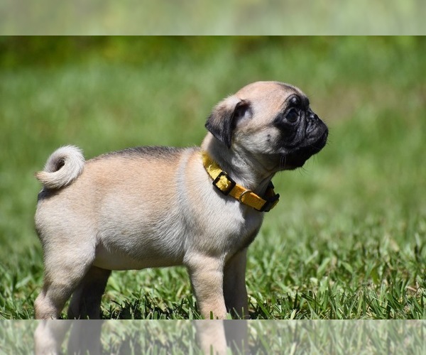 Medium Photo #5 Pug Puppy For Sale in PALM COAST, FL, USA