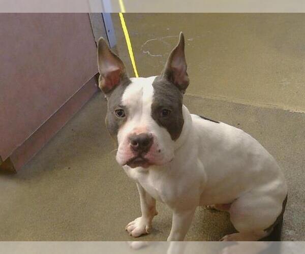 Medium Photo #1 Mutt Puppy For Sale in Sacramento, CA, USA