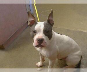 Mutt Dogs for adoption in Sacramento, CA, USA