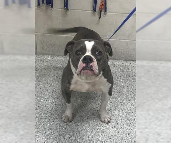 Medium Photo #1 Bulldog-Unknown Mix Puppy For Sale in Conroe, TX, USA