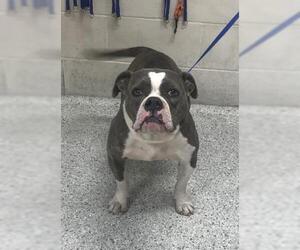 Bulldog-Unknown Mix Dogs for adoption in Conroe, TX, USA
