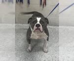 Small Bulldog Mix