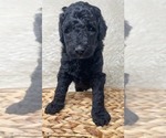 Small Photo #45 Double Doodle Puppy For Sale in PIERSON, FL, USA