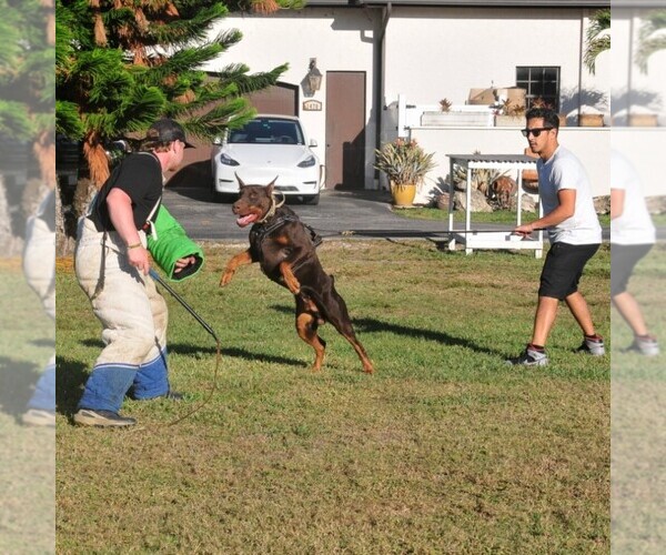 Medium Photo #106 Doberman Pinscher Puppy For Sale in FORT LAUDERDALE, FL, USA