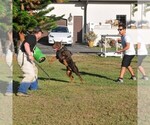 Small #21 Doberman Pinscher