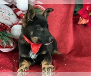 Australian Cattle Dog Puppy for sale in LANCASTER, PA, USA
