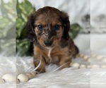 Small #8 Dachshund