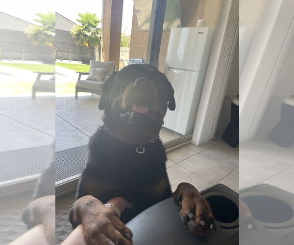 Medium Photo #2 Rottweiler Puppy For Sale in Gilbert, AZ, USA