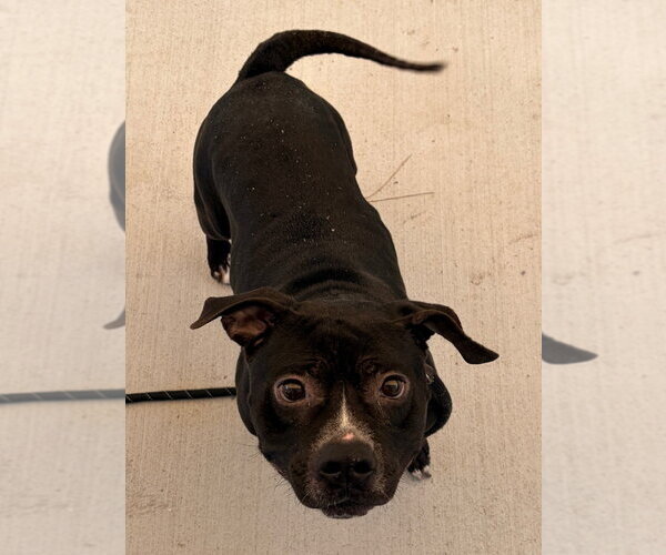 Medium Photo #4 Mutt Puppy For Sale in Tarboro, NC, USA