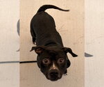 Small Photo #4 Mutt Puppy For Sale in Tarboro, NC, USA