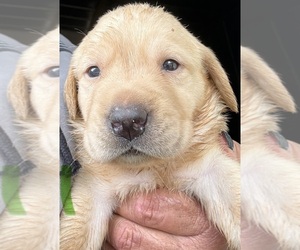 Labrador Retriever Puppy for sale in OSYKA, MS, USA