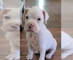 Small Photo #2 Boxer Puppy For Sale in YREKA, CA, USA