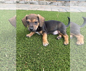 Dachshund-Unknown Mix Dogs for adoption in The Woodlands, TX, USA