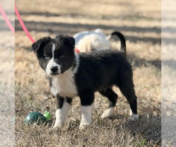 Medium Photo #3 Border-Aussie Puppy For Sale in Yardley, PA, USA