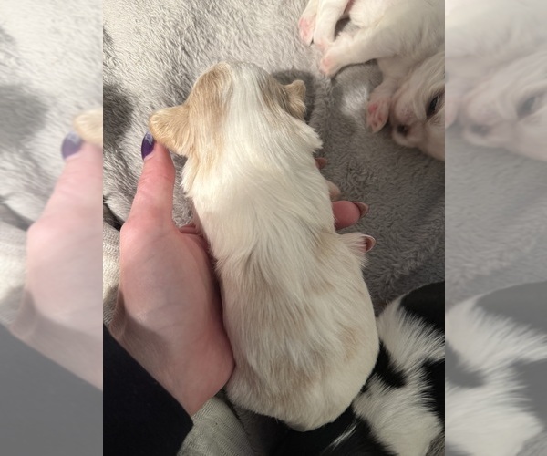 Medium Photo #3 Shih Tzu Puppy For Sale in HARRISBURG, PA, USA