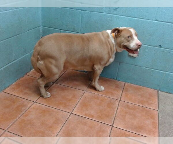 Medium Photo #1 American Pit Bull Terrier Puppy For Sale in Downey, CA, USA