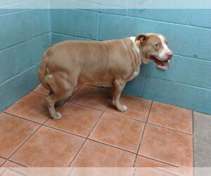 American Pit Bull Terrier Dogs for adoption in Downey, CA, USA