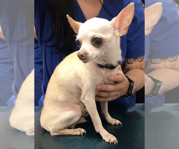 Medium Photo #3 Chihuahua Puppy For Sale in Lincolnwood, IL, USA