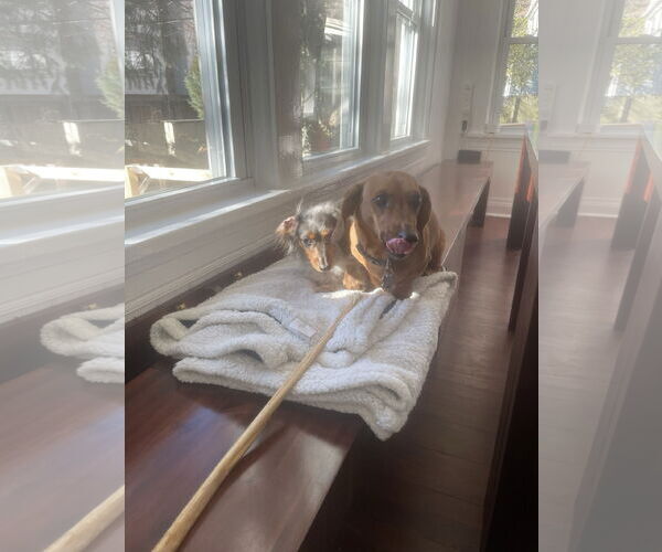 Medium Photo #8 Dachshund Puppy For Sale in Fruitland, SC, USA