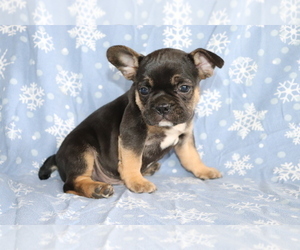 Frengle Puppy for sale in SHILOH, OH, USA