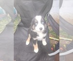 Puppy Puppy #2 Miniature American Shepherd