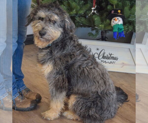 Medium Photo #3 Mutt Puppy For Sale in Huntley, IL, USA