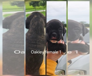 Boxer Puppy for sale in COXS CREEK, KY, USA