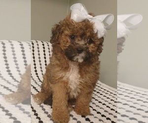 Mal-Shi Puppy for Sale in BURLINGTON, Massachusetts USA