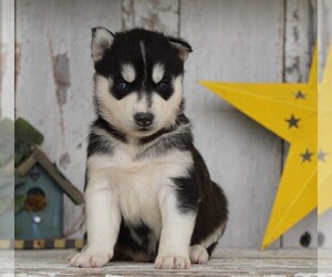 Siberian Husky Puppy for sale in FREDERICKSBG, OH, USA