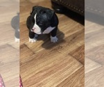 Small #6 American Bully