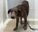 BIG SCRUFF - Male German Wirehaired Pointer Dog for Adoption - Small photo